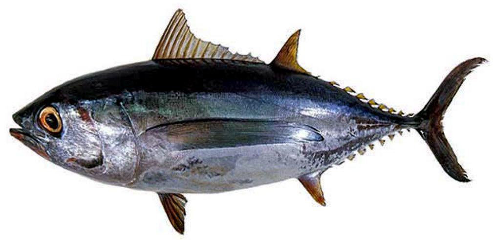 Thunnus obesus_02.jpg